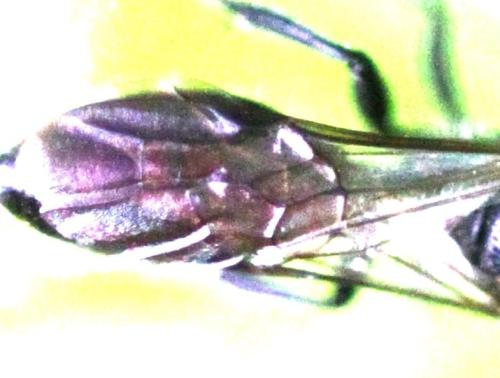 Pemphredon sp.